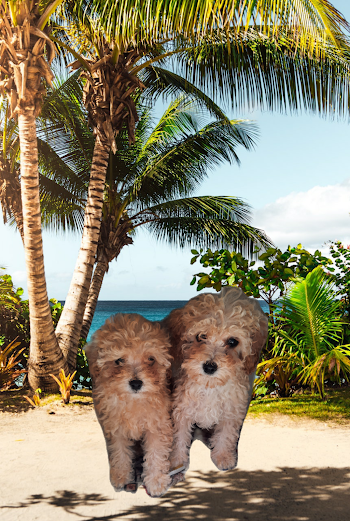 Mini Poodle pups