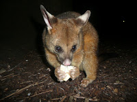 Possums in New Zealand forest