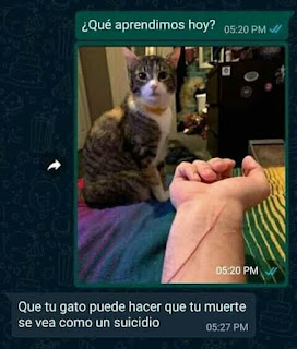 Gato arañando humano (humor de WhatsApp)