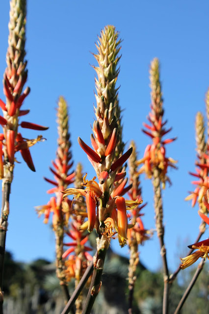 Aloe cryptopoda flowers closeup