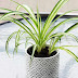 6 Reasons You Should Get A Spider Plant For Your Home