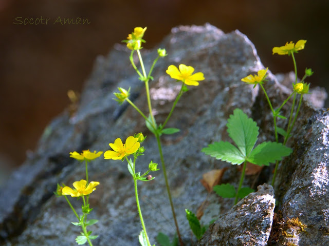 Potentilla freyniana