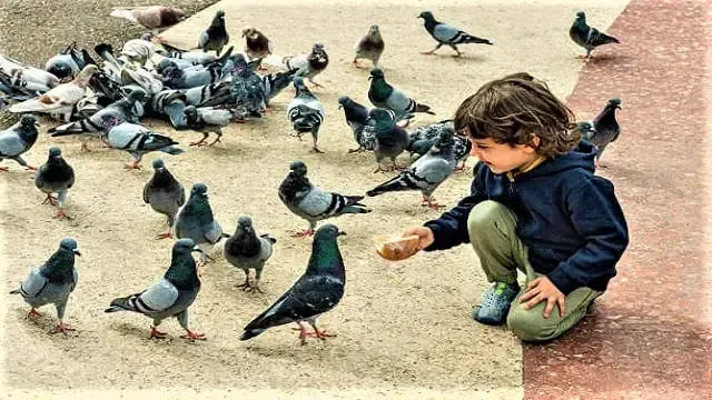 Pigeons