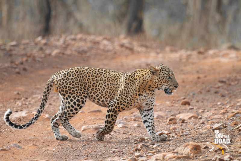 Spotted Leopard crossing the jeep track in the jungles of Central India