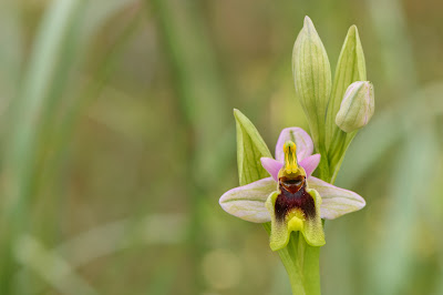 Ophrys - Bee orchids care
