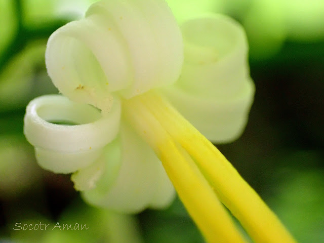 Alangium platanifolium