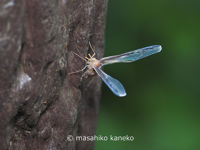 ウスマエグロハネナガウンカ