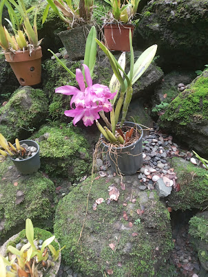 Exotic and expensive ORCHIDS in " Orchid Section " of Garden of the Sleeping Giant.