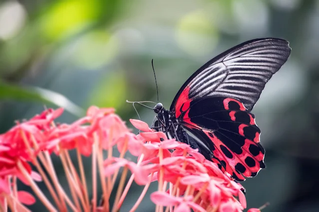 প্রজাপতির ছবি