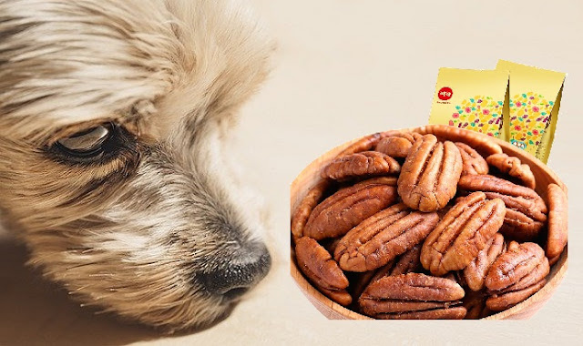 Can Dogs Eat Pecans 3