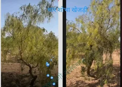 खेजड़ी का वृक्ष। Khejri Rajasthan Rajya Vriksh