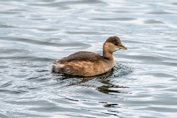 Little grebe