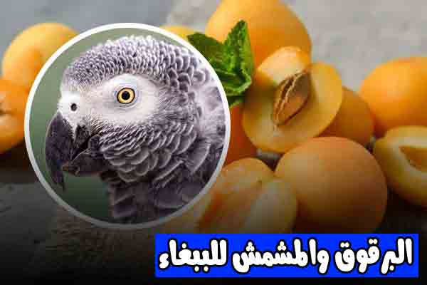 البرقوق والمشمش - Nooh Freestyle