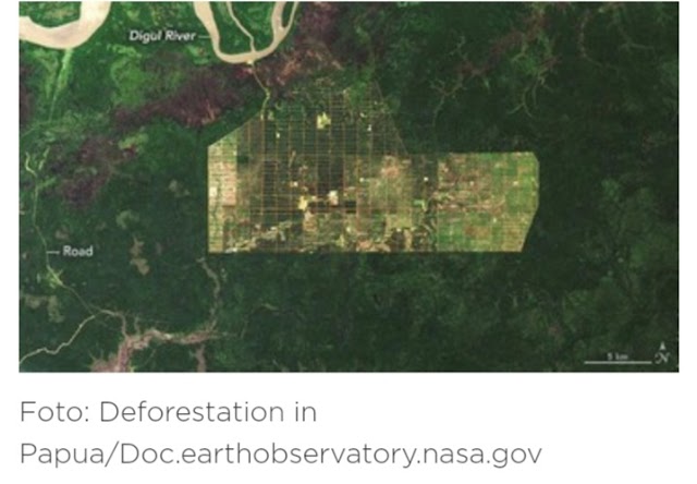 NASA Rilis Penampakan Hutan di Papua: Makin Gundul?