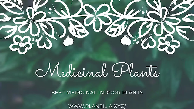 Indoor Plants With Medicinal Benefits -Plantilia