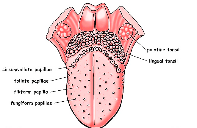 Tongue-Function