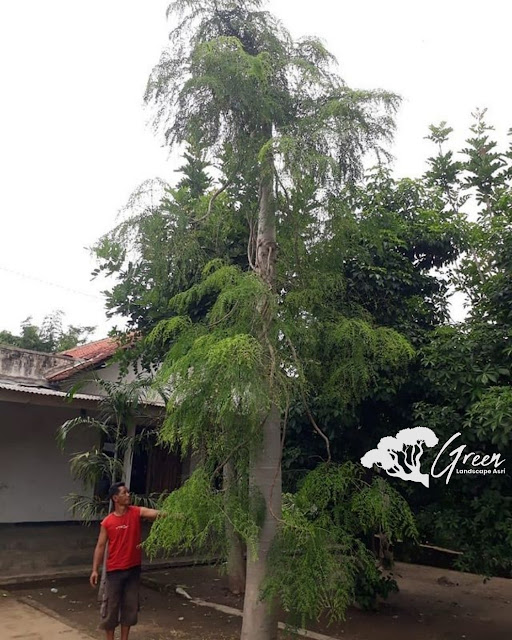 Jual Pohon Kelor Afrika (Moringa) di Bandung | Harga Pohon Kelor Afrika Berbagai Macam Ukuran