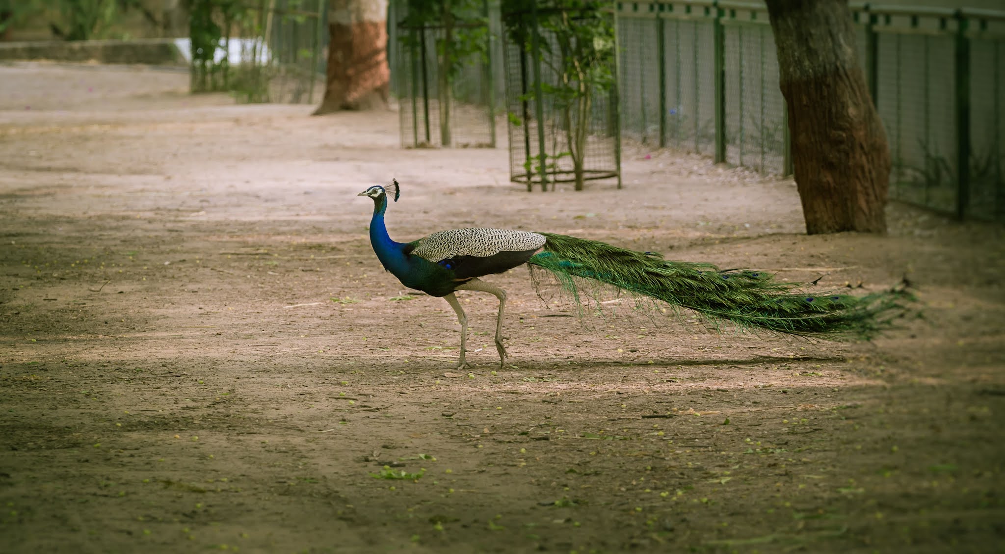 Peacock: An Unmistakable, Large Ground Bird