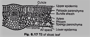 Vascular System