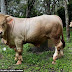 'Seronok ternak lembu baka, boleh jual dengan harga tak masuk akal' - Anak muda jual 2 ekor lembu sado RM85,000!