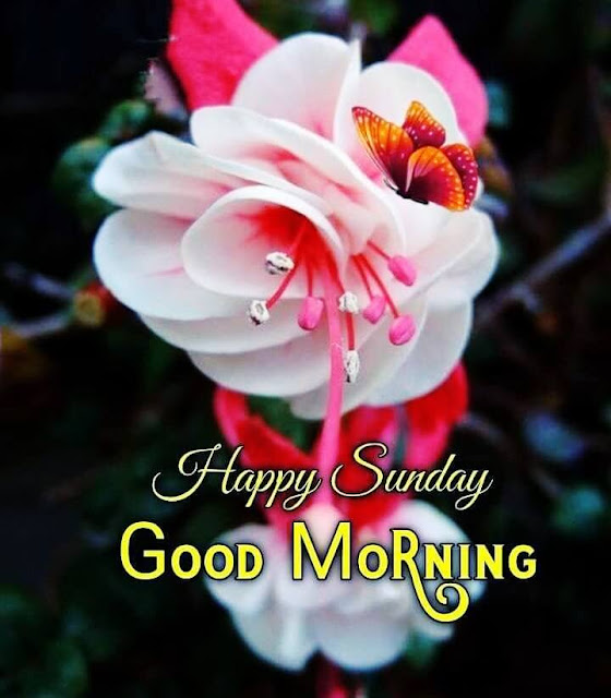 Happy Sunday Good Morning Images For Whatsapp