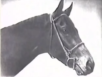 Estrategias en las carreras de caballos