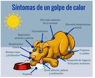 Tips para combatir las altas temperaturas en los perros