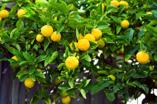 LEMON TREE FARMING IN ODIA | ଳେମ୍ବୁ ଚାଷ