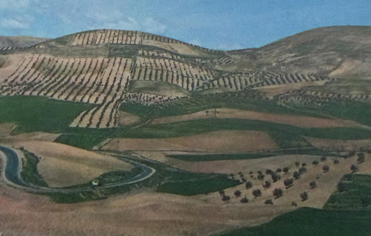 The pattern of olive groves in Andalucia, Spain