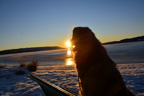 solnedgang leonberger