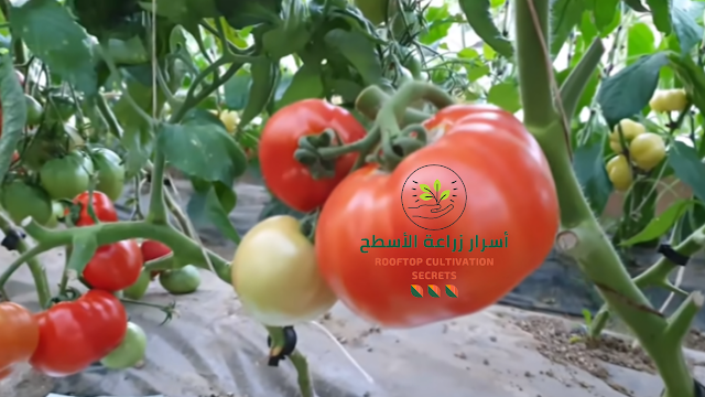 كيفية زراعة الطماطم في المنزل