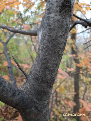 Мелкоплодник ольхолистный / Рябина ольхолистная (Micromeles alnifolia, =Sorbus alnifolia)