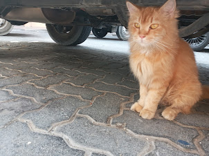 Abandoned stray Persian cat sitting under a car  on the street in Deira.