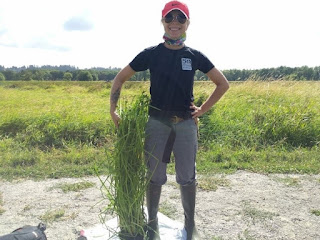Emily stands next to a Ricefield Bulrush plant