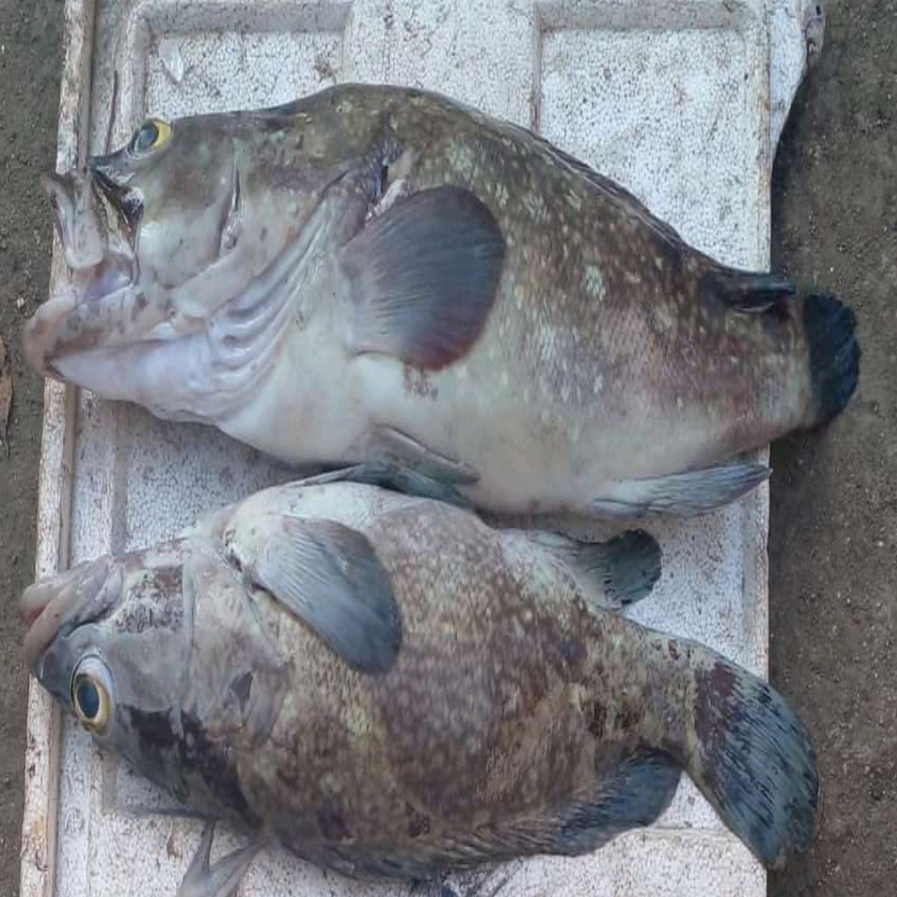 Mancing ikan kerapu ternyata susah-susah gampang