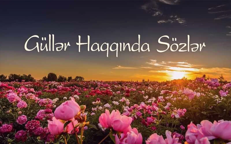 gülə aid statuslar,Gülə Aid Sözlər,Gül Haqqında Aforizmlər,gul haqqinda statuslar,gül Haqqında Gözəl Sözlər,