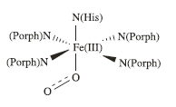 Metalloporphyrins क्या है ? Hemoglobin के Example से समझिये.