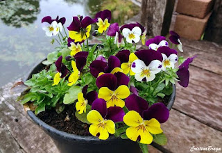 How To Grow  Pansies  From  Seed