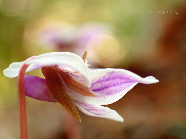 Viola sieboldii