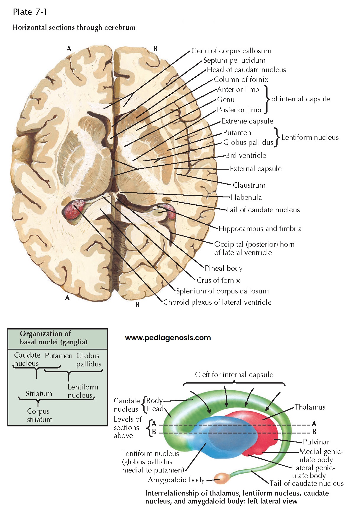 BASAL NUCLEI (GANGLIA)