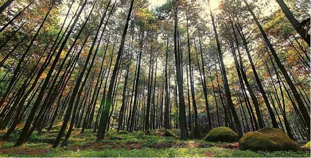 Hutan Pinus Gunung Pancar Bogor