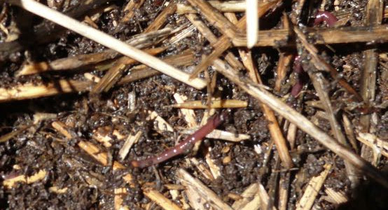 Compost Heap Together Alongside Worm Farm