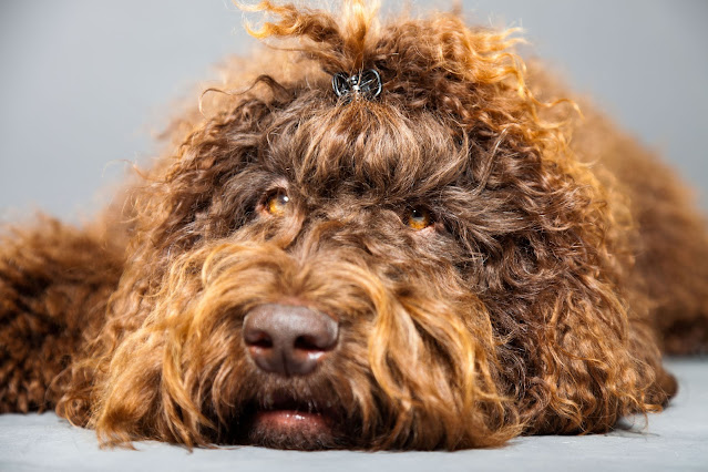 Barbet Dog Breed: History & Other Interesting Personal Traits