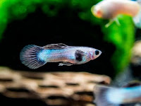 Ikan guppy panda