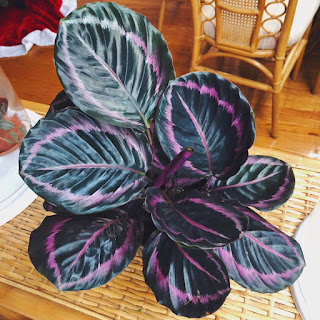 Calathea Roseopicta Dottie