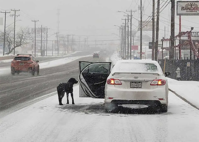 The abandoned dog on the highway chased after passing cars in the freezing cold, begging for help