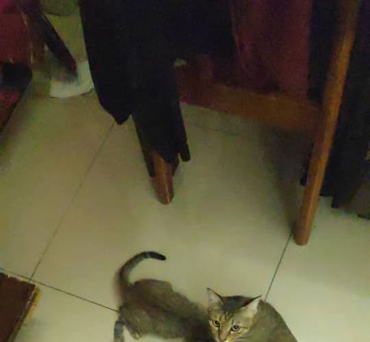 Kisah Owner Kucing Terpaksa Lakukan Ini | Kucing Rumah Kucing Jalanan