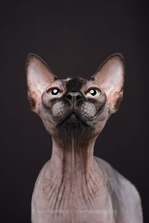 Elke Vogelsang aka Wieselblitz 500px arte fotografia cachorros cães gatos pets divertido fofura animais estimação