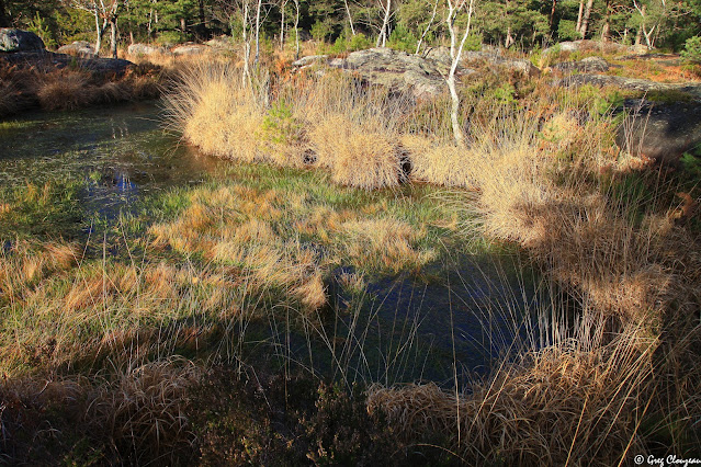 Grande mare de platière quelque part en Forêt de Fontainebleau