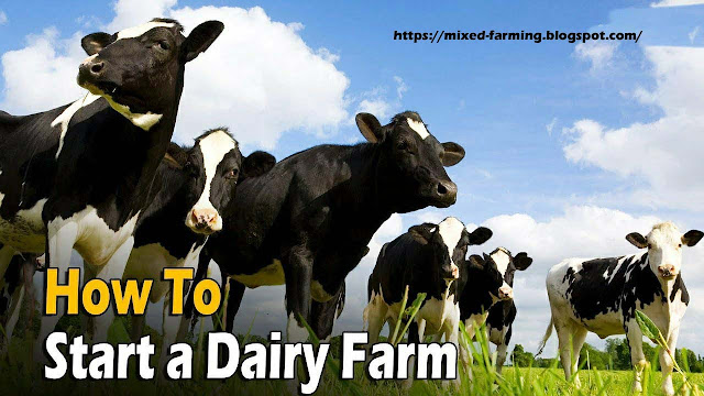Tips for Successfully Starting a Micro Dairy Farm